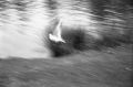 Mouette.jpg
