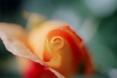 roséee sur le bouton

