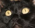 cat.JPG