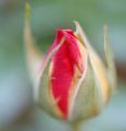 rose4.JPG