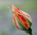rose6.JPG
