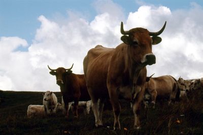 La belle aux yeux noirs
La robe fauve, les yeux délicatements ourlés de noir, c'est la vache Aubrac
Nikon F90 + 35-70 (ou 70-300 ?)
Sensia 200
Scan de diapositive + ajustement des niveaux sous Gimp
Mots-clés: vache aubrac