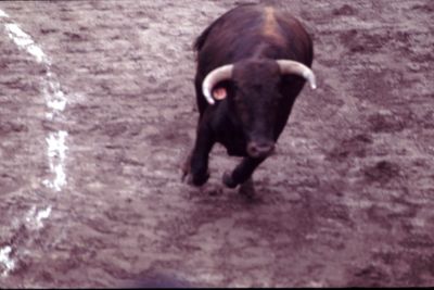 corrida-floue
la sortie du taureau - Equateur 2009
Mais pourquoi est-elle floue !!!

