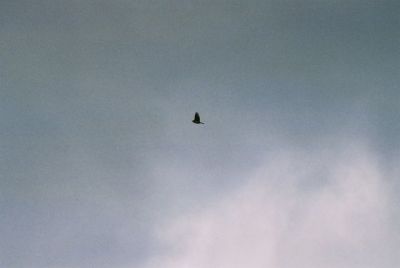 Une alouette - finalement, le 300mm ne suffit pas
Mots-clés: alouette oiseau