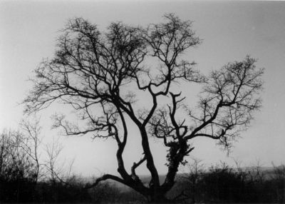 Arbre décharné
Un arbre l'hiver quelque part en région parisienne
Nikon F90 + 35-70 + Kodak 400Tmax
Scan de tirage
