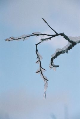 De pauvres bourgeons emprisonnés par un gel tardif
