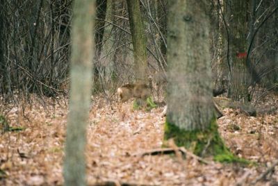 Chevreuil dans la forêt de Chevreuse - F90 300mm Fuji 800ISO
Mots-clés: chevreuil