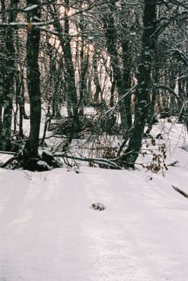 La forêt enneigée de l'Aubrac - F90 + 35-70 Fuji 800ISO
Mots-clés: forêt neige aubrac