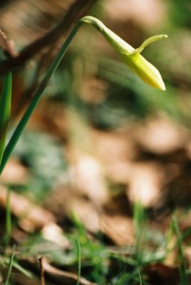 Première jonquille pointant timidement son nez
Mots-clés: jonquille fleur