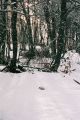 foret_neige.jpg