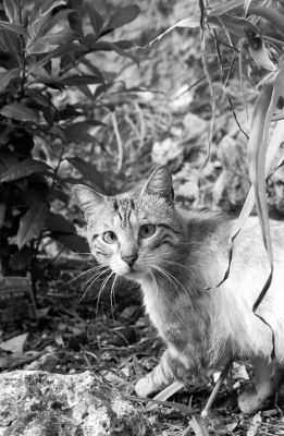 Chat sauvage un peu louche
Pris sur le vif avant qu'il ne disparaisse, un chat errant dans une ruelle ?  Cordes-sur-Ciel (été 2006)
Nikon FE, Obj. Tokina (sisi!) 28-85mm, pelloche ersatz de n&b ?  400iso
Image numérique récupérée sur le CD-Rom fait par le labo
