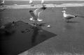 IMG006.jpg