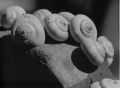 escargots.jpg