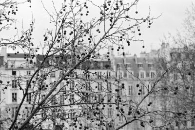 boules de noel
prise en face de l'ile saint Louis à Paris
