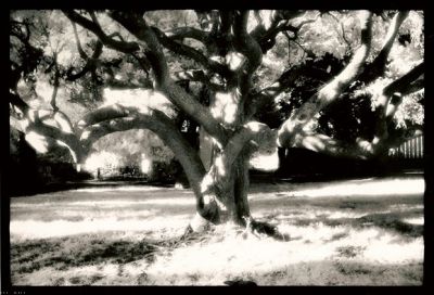 Infrared tree...
