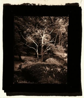 Un arbre de platine...
