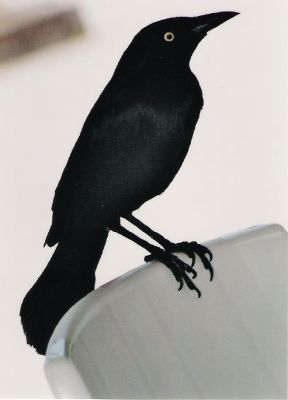 Bel oiseau
Prise sur un terrasse situé face ?  l'aéroport de La Martinique
