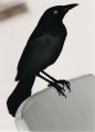 Bel_oiseau.jpg