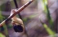 2005-06-IV-escargot.jpg