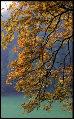 ParcWoluweC
Automne2008-Parc de Woluwe St Pierre.
Mots-clés: Arbre Automne