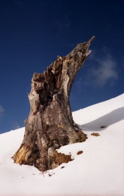 arbre mort
