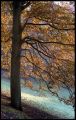 2008-12-04_ScanNikonF4_FujiXtra400_ParcWoluwe_BalladeForet010A.jpg