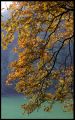 2008-12-04_ScanNikonF4_FujiXtra400_ParcWoluwe_BalladeForet013A.jpg