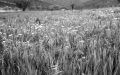 herbes.jpg
