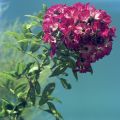 blossom2.jpg