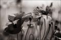 Scan5_17-Helios40-2-coquelicots_TriX.jpg