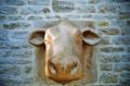 Vache_04-2007_001.jpg