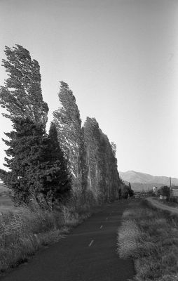 peupliers sous la tramontane
hi-matis 7SII - ilford FP4 125 - 20 min ID11 1+3
