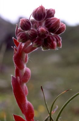 Joubarbe - le laurenti (11)
x570 - provia 100f - 135mm f/2
largement retouché sur l'ordi car trop sombre.
