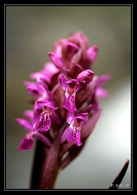 Orchidée Dactylorhiza
sensia 100 développement E6 maison
