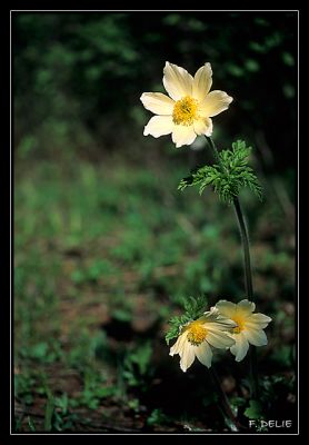 Pulsatilla alpina
Velvia 50 développement E6 maison
