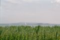 Balaton3[1].JPG