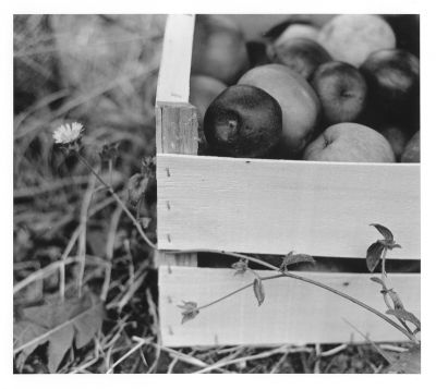 Pomme_d_happy_09.jpg