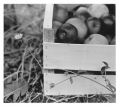 Pomme_d_happy_09.jpg
