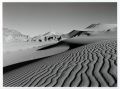 Sable-N_B.jpg