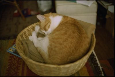 Choupette
Il ne peut pas y avoir de pellicule d’essai sans photo de chat, ici pour mon premier développement couleur.

Canonet QL17 / Kodak Ultra 400 / Kit Tetenal C41 / scan
