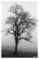 arbre_01.jpg