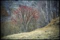 meije-arbre-rouge.jpg