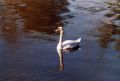 cygne1.jpg