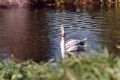 cygne2.jpg