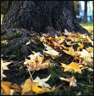 Feuilles mortes
