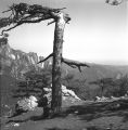 Arbre.jpg