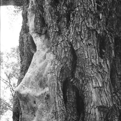 Les oliviers de Corfou 1
Pris à 15h en plein après midi, efke 25 à 25 ISo, rodinal 1+100 stand development 50' à 22°C
Mots-clés: Salyut-S rodinal