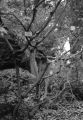 acer_japonicum~0.jpg