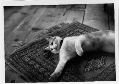 Ma chatte Asuka
Foma 100 poussé à 400 (Ilfosol 1+9, 15 min je crois)
X500, 50mm f:1,7 à F:3,5

