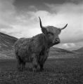 ecosse-25.jpg